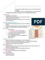 Anatomia 2 PDF