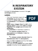 Human Respiratory System