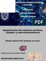 Sistema Nervioso Borrador PDF