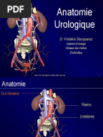 Anatomie Urologique