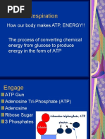 Cellular Respiration