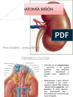 Anatomia Riñon