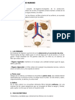 Sistema Urinario Humano