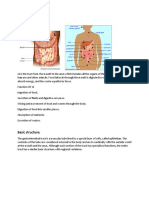 Anatomy:: Basic Structure