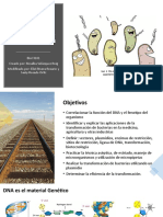 Transformacion Bacteriana (BIOL 3101L) - Eliel Rivera