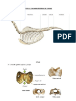 Partes La Columna Vertebral Del Equino-Anatomía