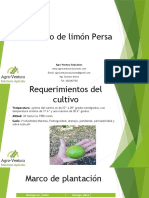 Cultivo de Limón Persa