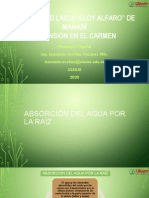 Absorcion Del Agua Por La Raiz