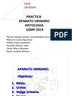 HISTOLOGIA 2019 - Aparato URINARIO Practica