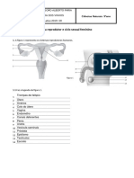 Sistema Reprodutor (Ficha)