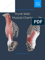 Trunk Wall: Muscle Charts: Cheat Sheet (English Terminology)