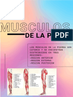 Musculos de La Pierna y Pie