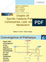 Specific Catabolic Pathways: Carbohydrate, Lipid, and Protein Metabolism