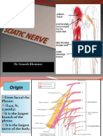 SCIATIC NERVE - IIppt