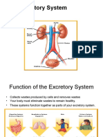 Excretory System