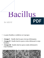 Bacillus