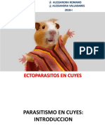 Ectoparasitos en Cuyes