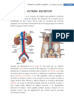 El Sistema Excretor