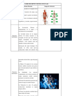 Cuadro Descriptivo Sistema Muscular