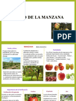 MANZANA