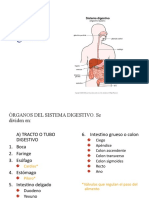 Sistema Digestivo (6°)