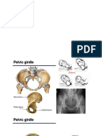 Bones and Joints Lower Limb