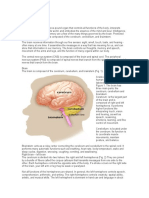 Anatomy of The Brain