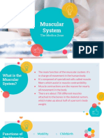 Muscular System: The Medica Zone