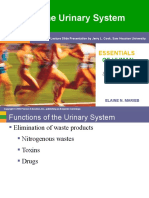 Urinary System 1