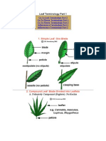 Botany Terminology