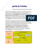 Digestion de Proteinas en Rumiantesç