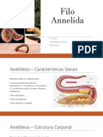 Filo Annelida