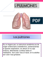 Anatomia Pulmonar