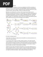 Recombinación Homologa