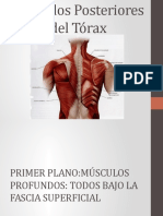 Músculos Posteriores Del Tórax