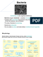 Bacteria: Escherichia Coli
