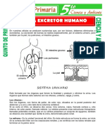 Sistema Excretor Humano para Quinto de Primaria