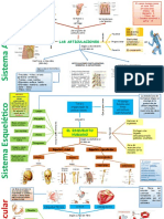 Aparatos y Sistemas Del Cuerpo Humano Mapas Mentales