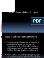 Osteichthyes