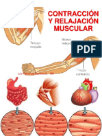 Contracción y Relajación Muscular