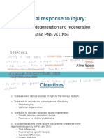 Neuronal Response To Injury