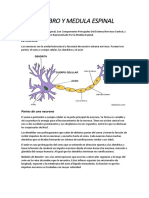 Cerebro y Medula Espinal