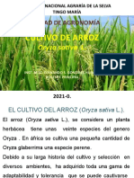 Cultivo de Arroz