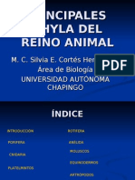 Reino Animal