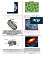 CELULA, Pluricelular Img