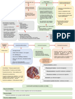 Placenta Mapa Comceptual