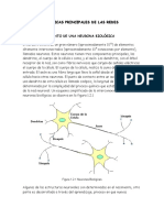 Neurona Biologica y Artificial