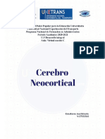 Cerebro Neocortical