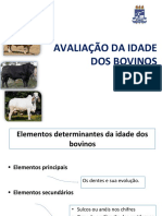 Avaliação Idade de Bovinos