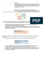 Nucleotide Formation 